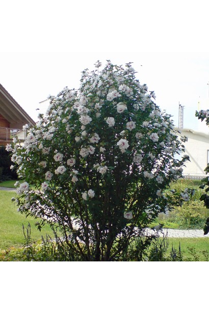 Гібіскус сирійський у ландшафтному дизайні.